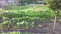 201007210529000.jpg