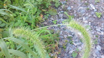 201009040615000.jpg