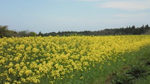 201105171211000.jpg