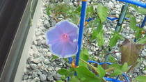 201108030744000.jpg